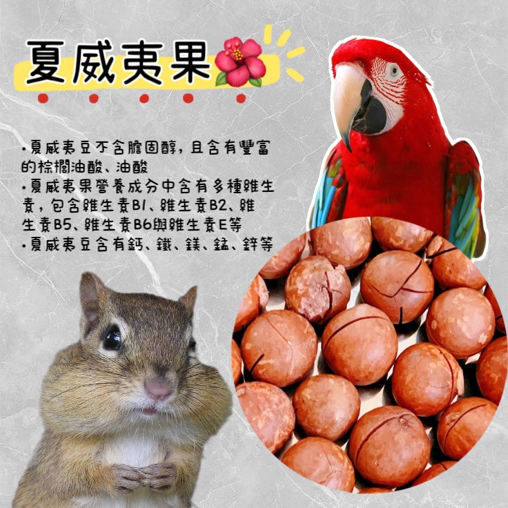 夏威夷果 鸚鵡零食 鸚鵡獎勵品