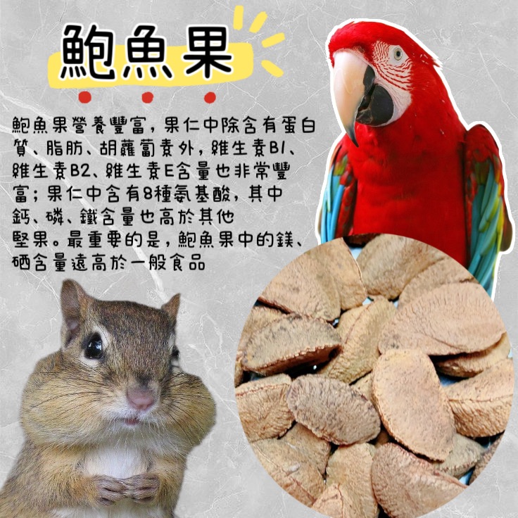 新疆沙漠果 鮑魚果 鸚鵡零食 鸚鵡獎勵品