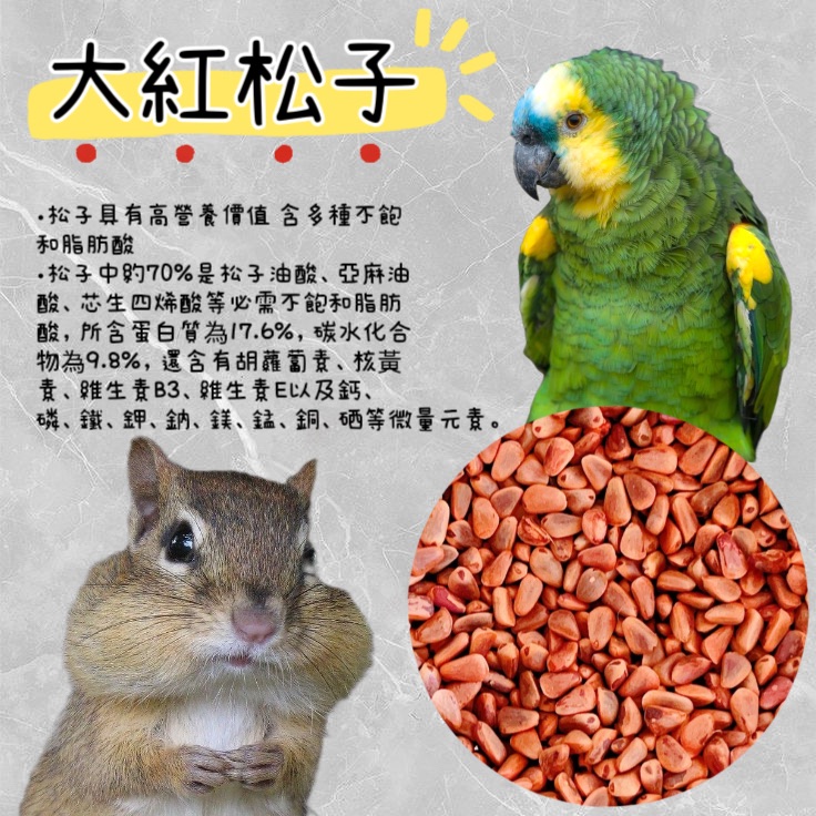 大紅松子 鸚鵡零食 鸚鵡獎勵品