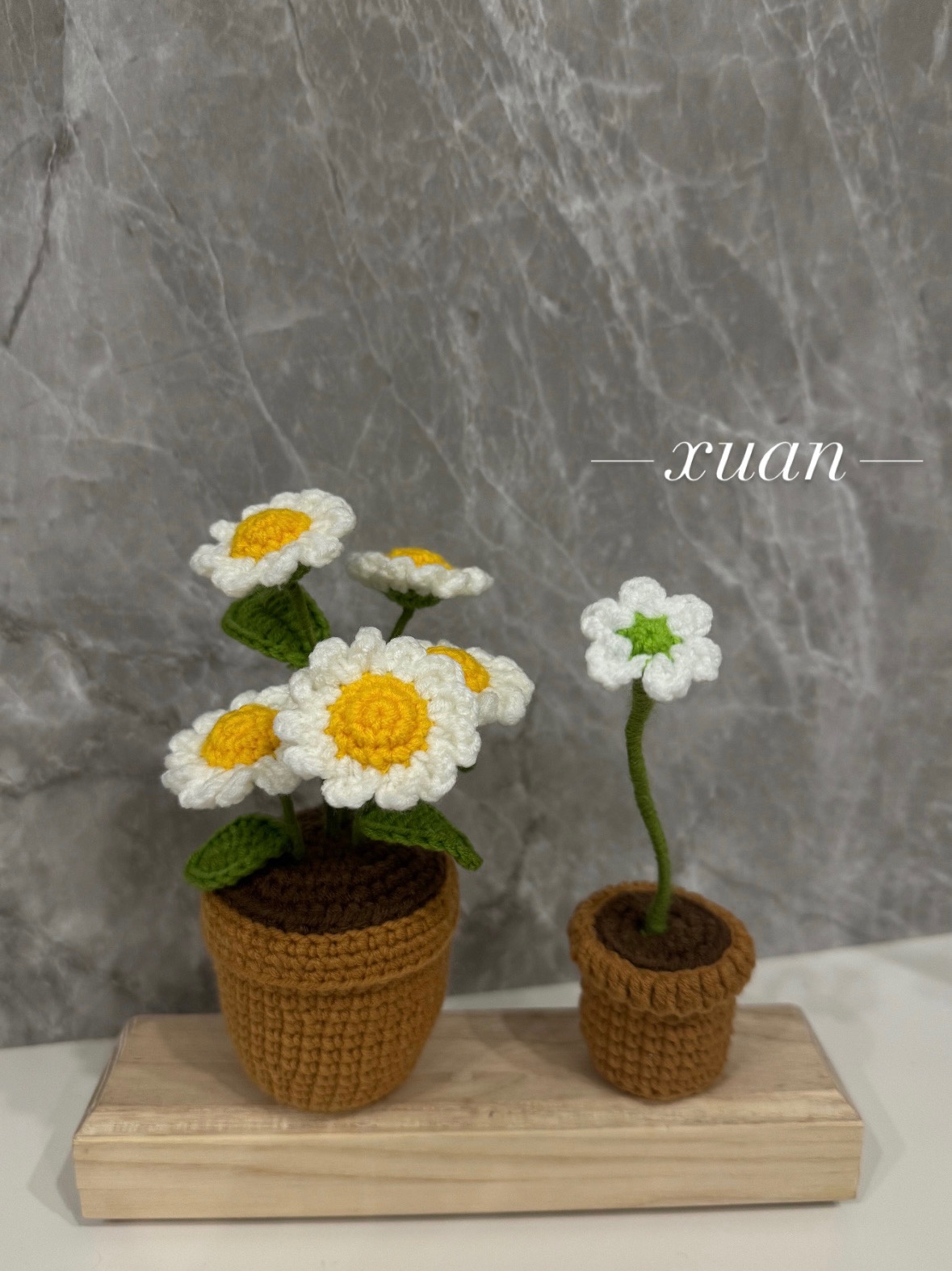 冬冬同款花花盆栽/雛菊盆栽
