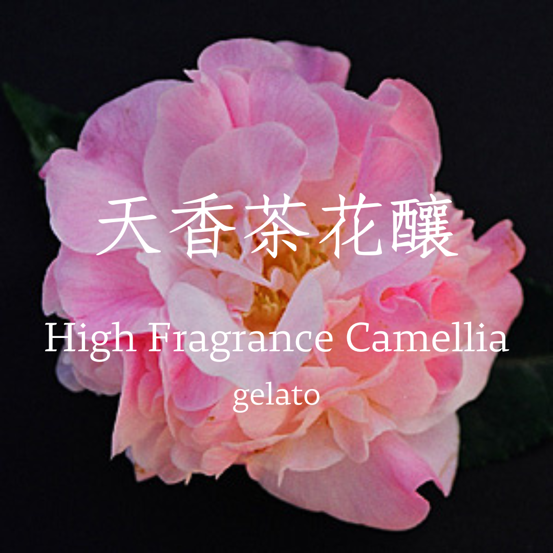 天香茶花釀 gelato