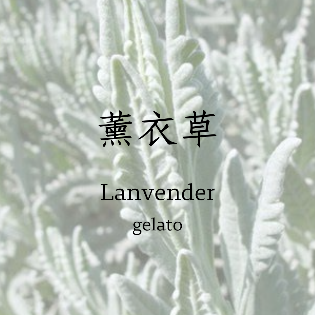 薰衣草   gelato