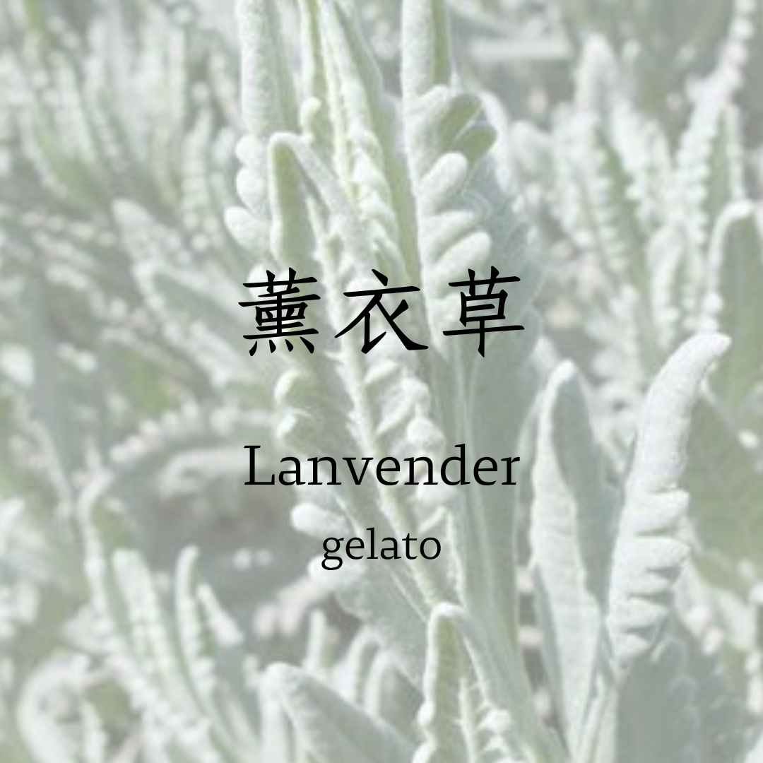 薰衣草   gelato