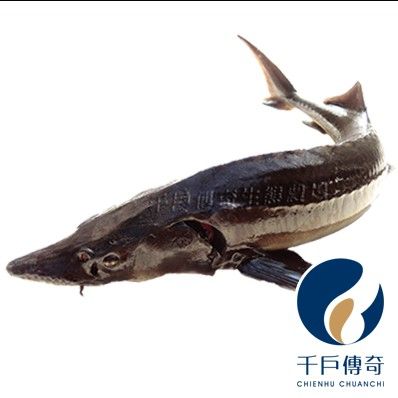 【千戶傳奇】鱘龍魚（現殺活體），一斤350元，5斤以上接單，產銷履歷認證，活水養殖零用藥，漁場直送，鱘龍骨膠、魚膠
