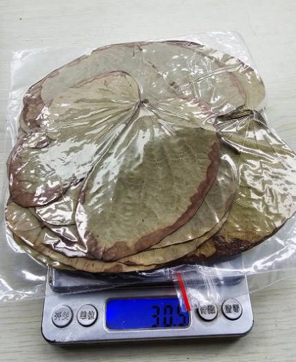 乾燥羊蹄甲，艷紫荊