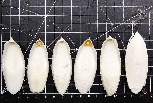小墨魚骨（整片較不易受潮變質）