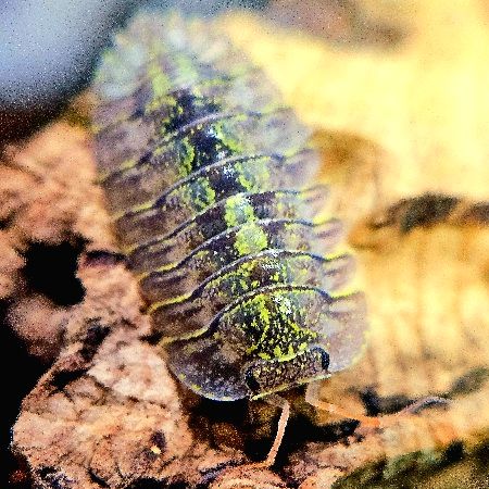 綠點鼠婦（請加賴）