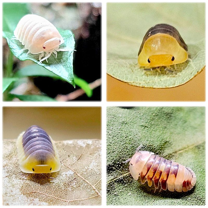 競標下單用（依得標金額輸入數量）