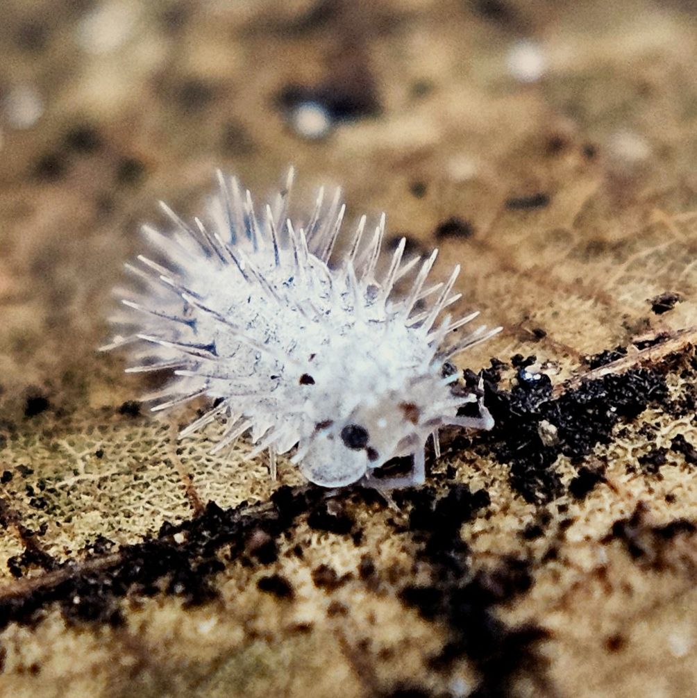 象牙刺鼠婦（點商品照片內詳，只可黑貓宅配）