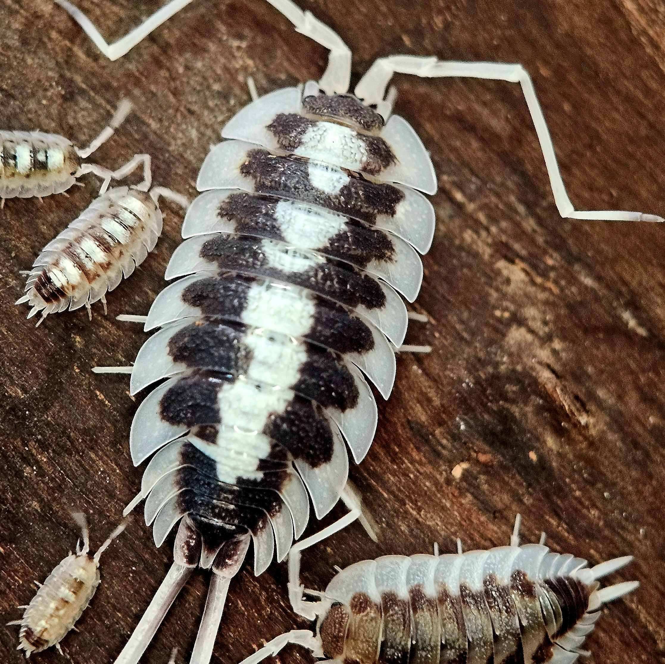 黑肋寫真