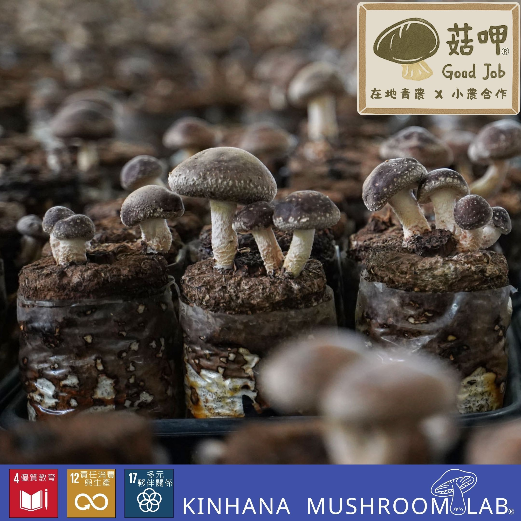 【菇呷特選】小農自產 乾香菇 （大朵＆小朵） 🍄香味濃郁 新鮮Q彈