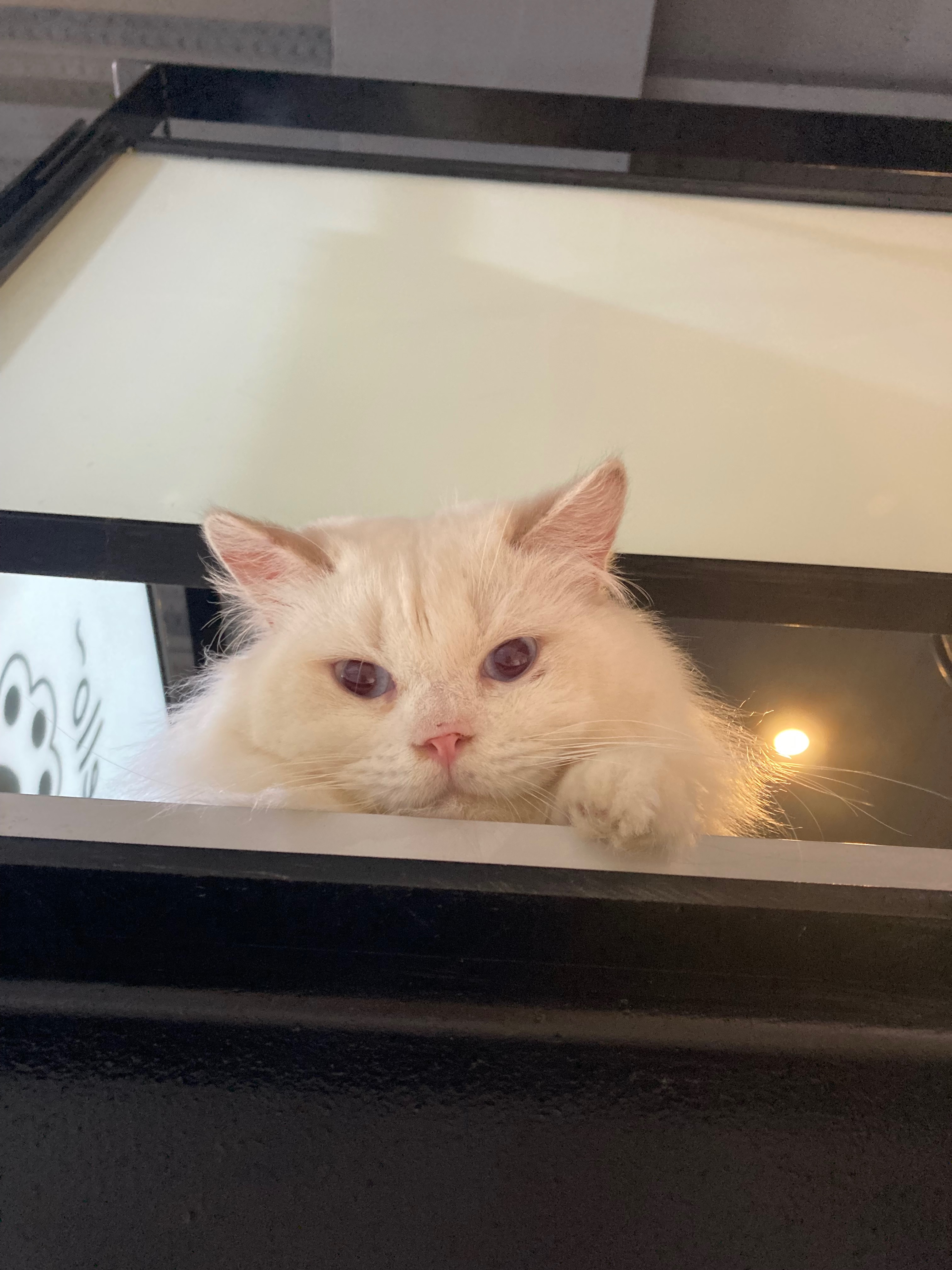 ✿其他✿