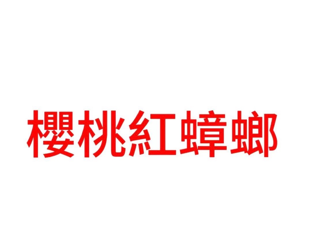 櫻桃紅蟑螂/杜比亞