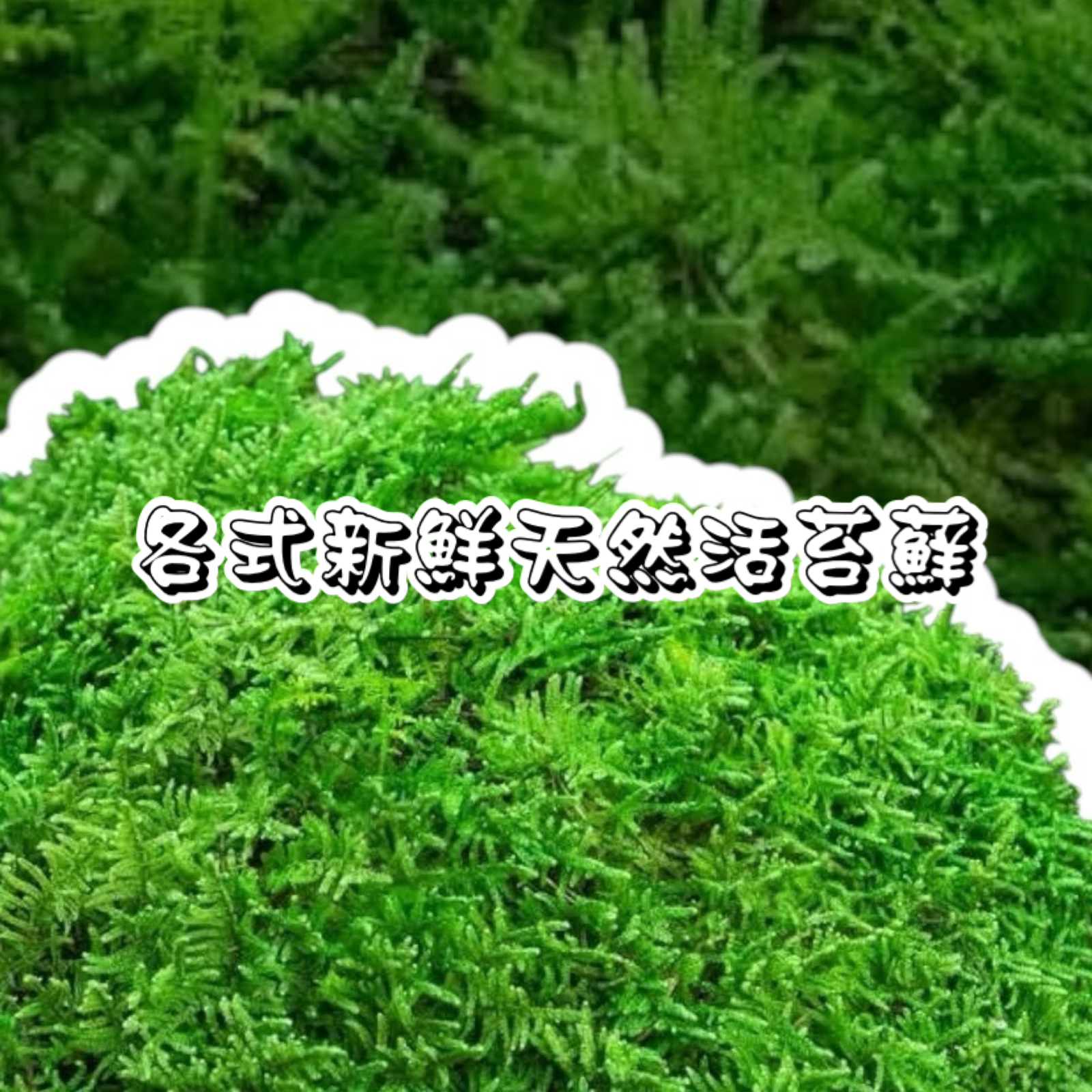《萬物生長》 各樣新鮮活苔蘚