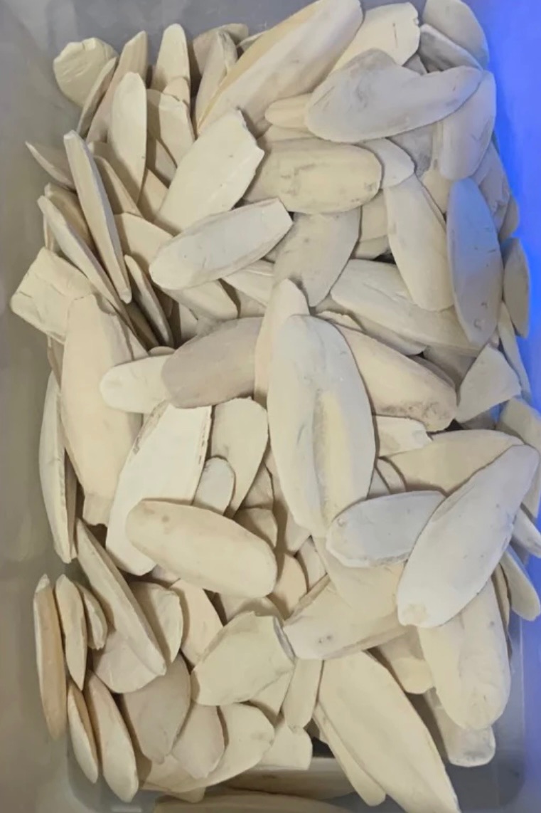 《心有所鼠》天然墨魚骨