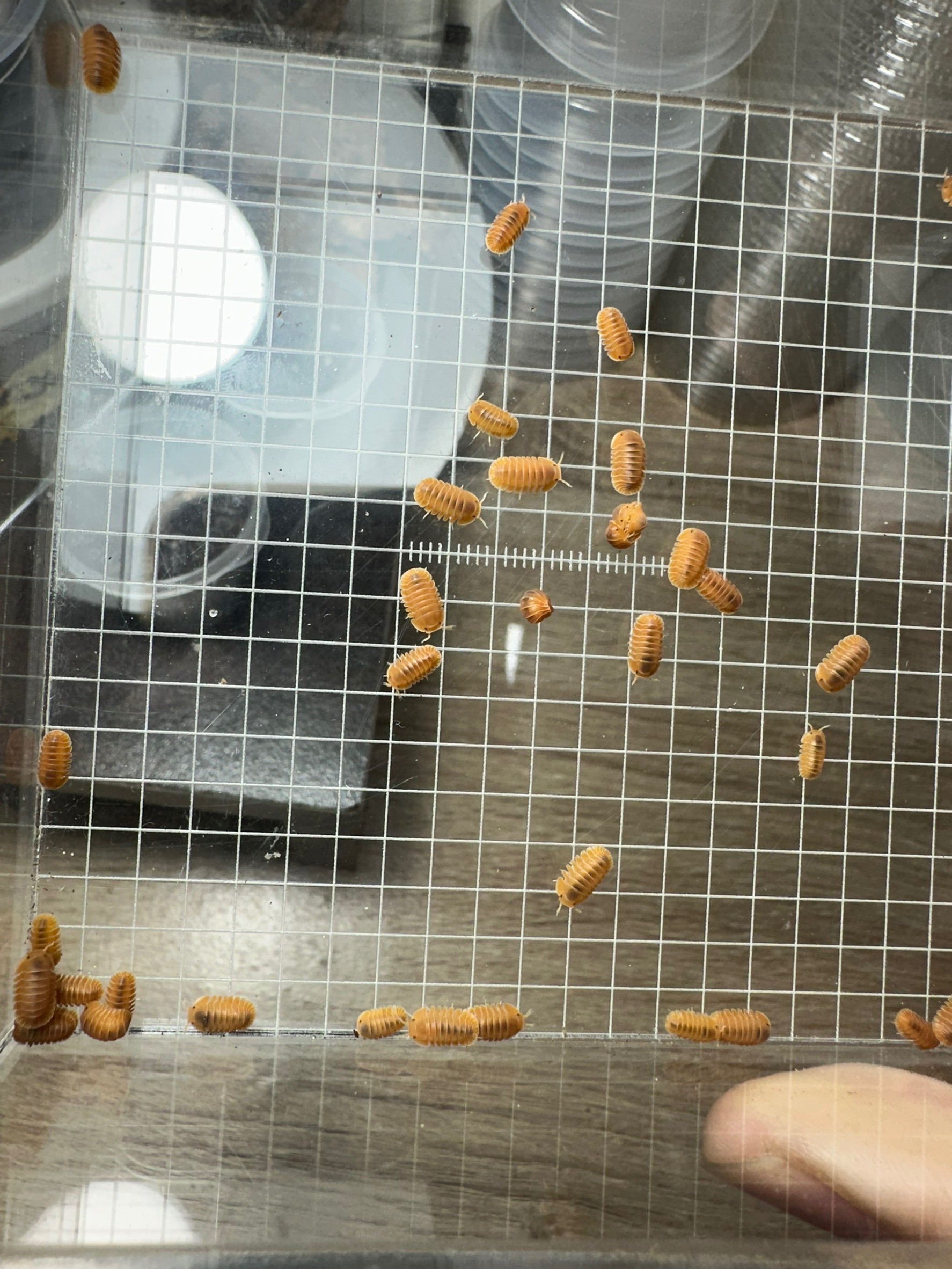 橘巨
