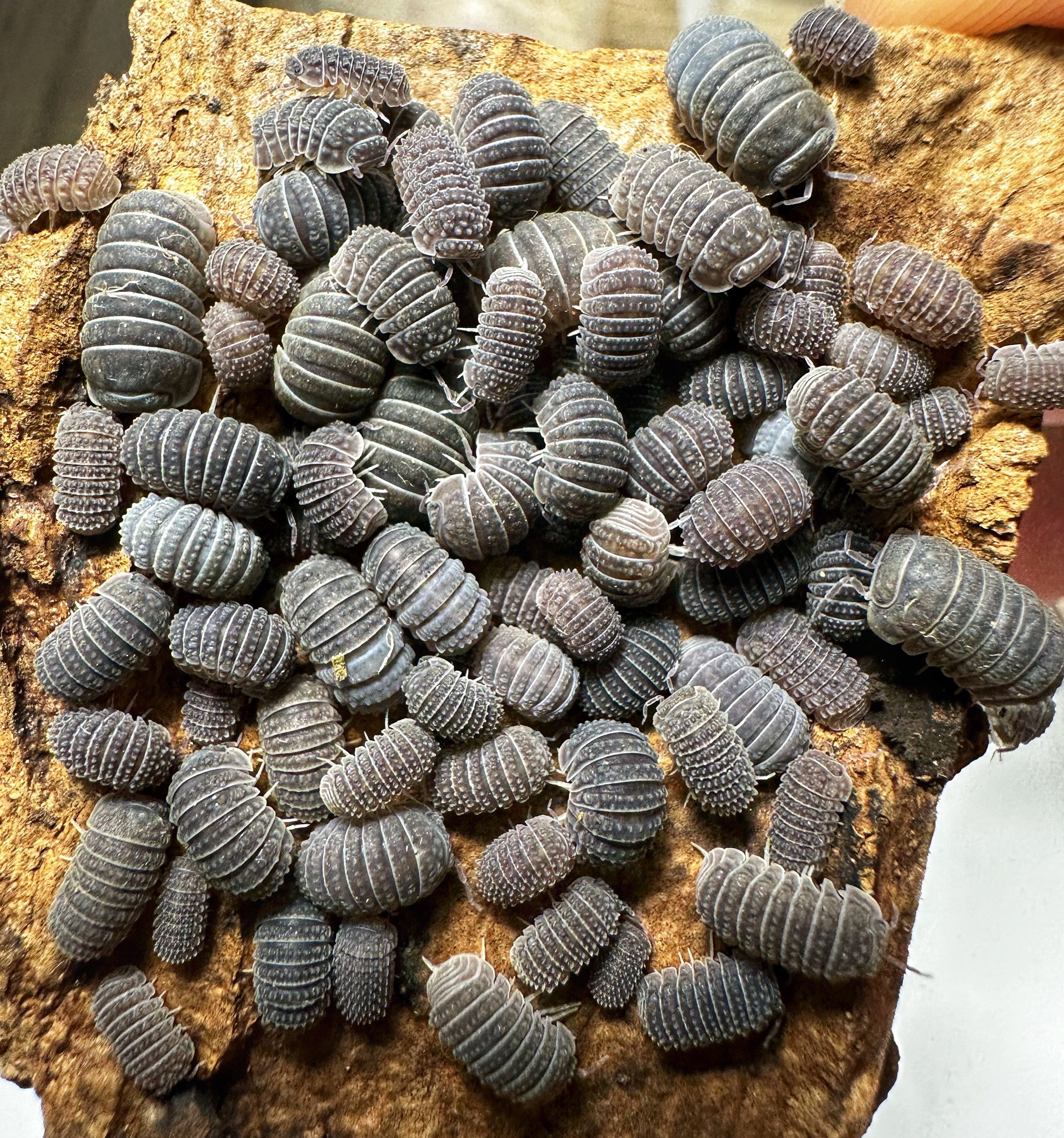 Armadillidium 屬