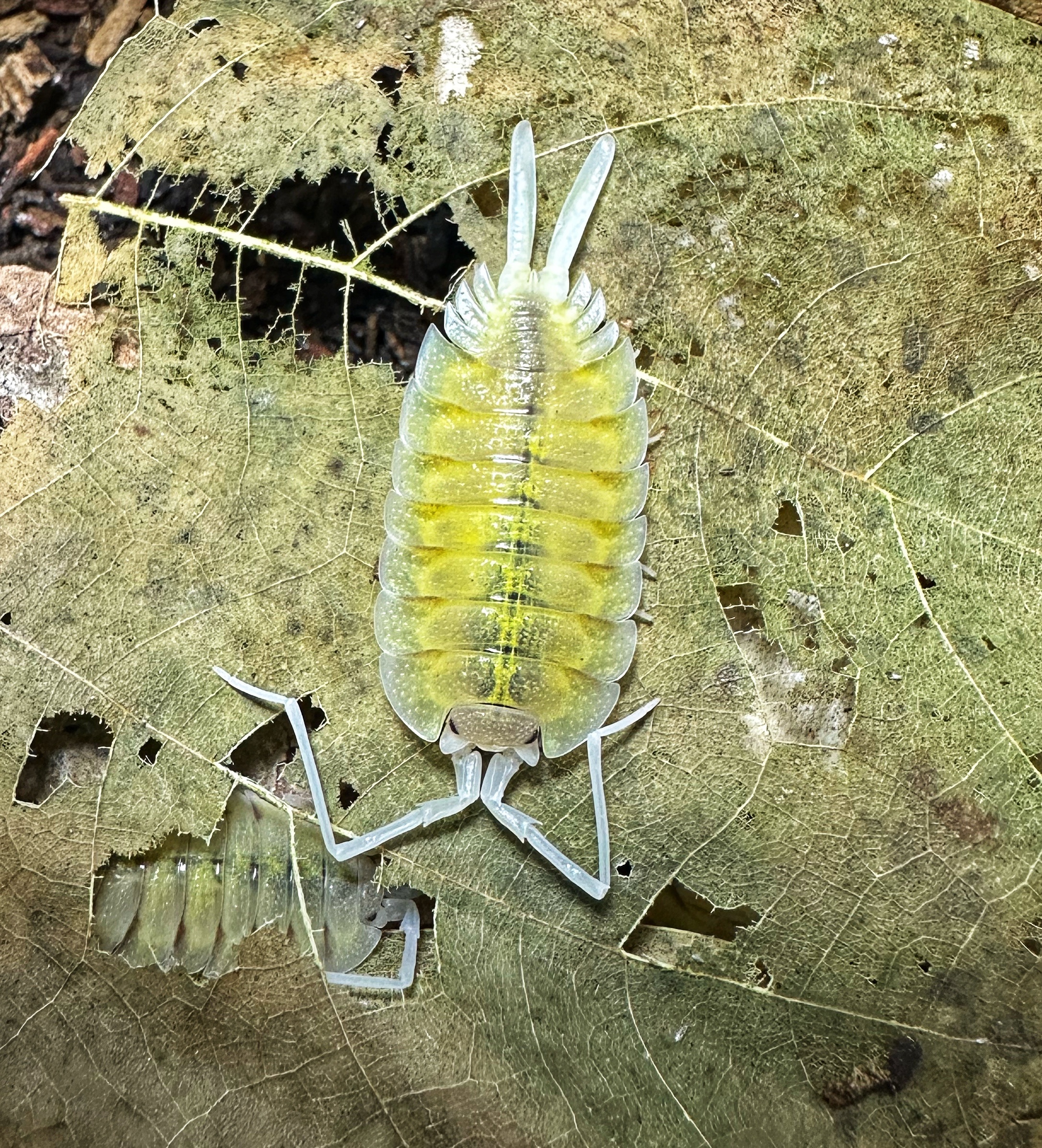 Porcellio 屬