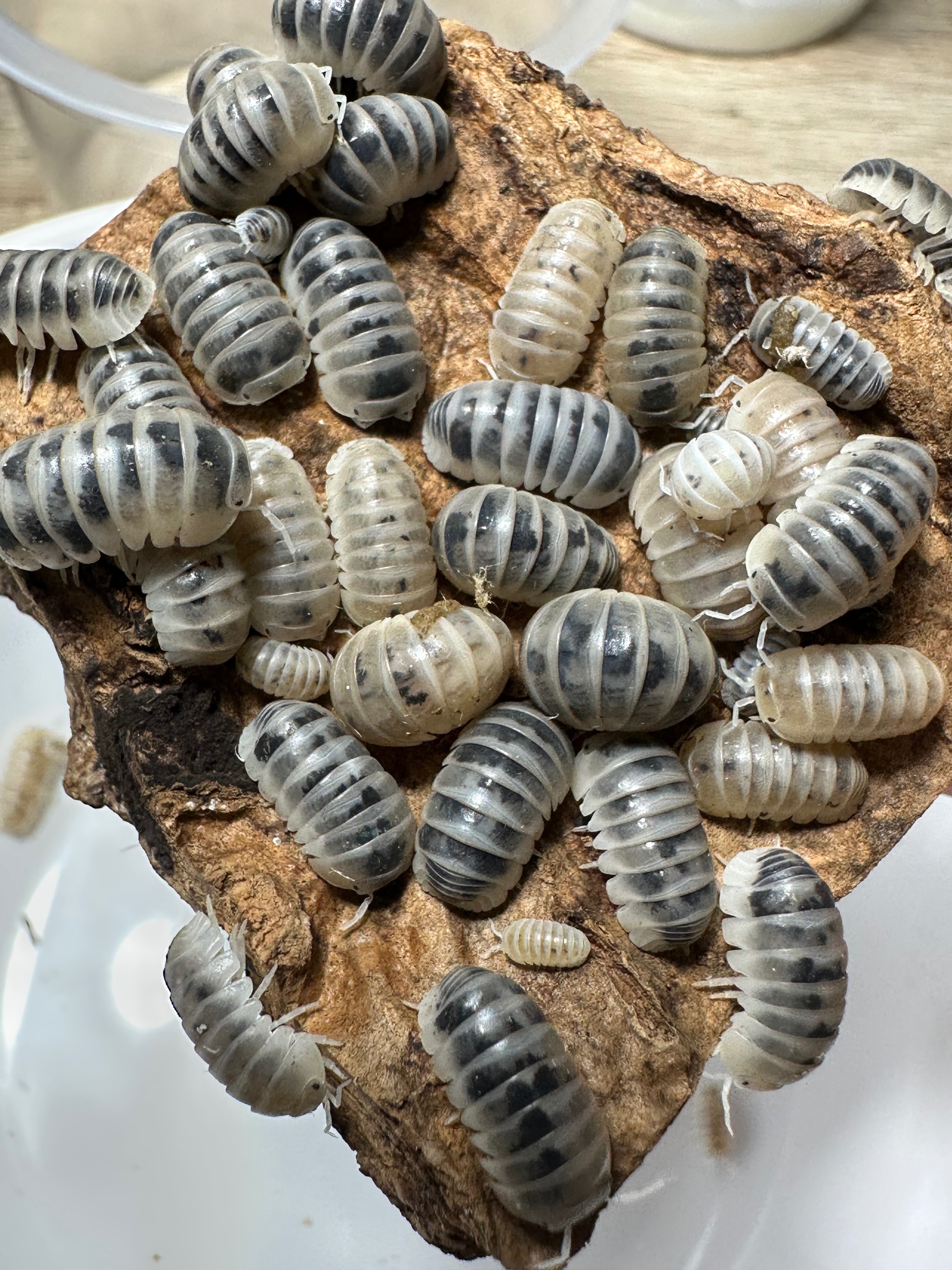 Armadillidium 屬
