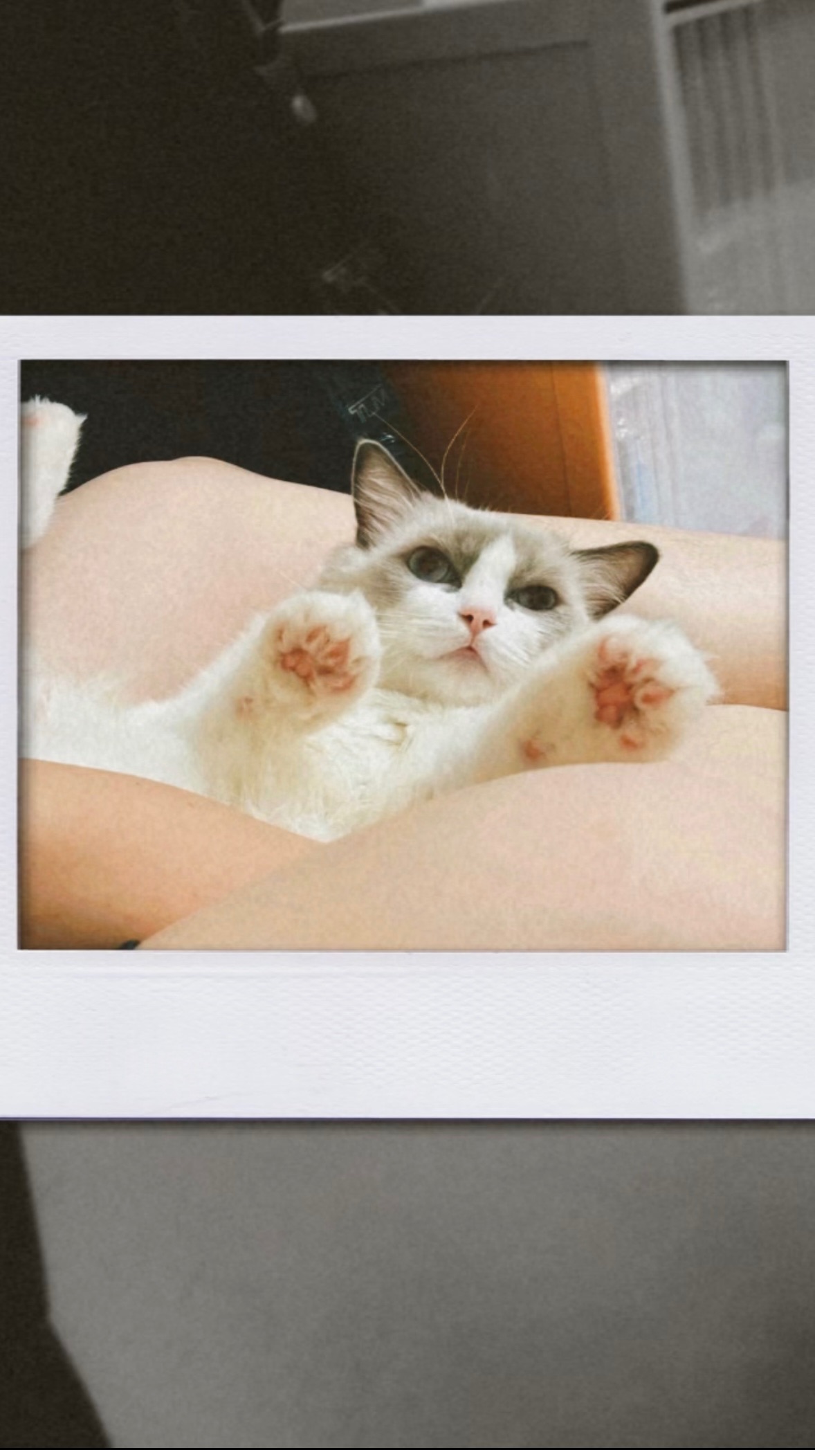 肥貓（Yuuka）打工區