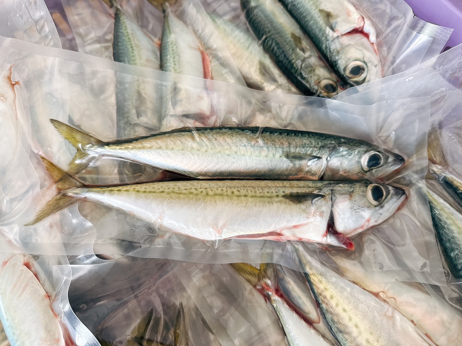 澎湖白腹鯖魚