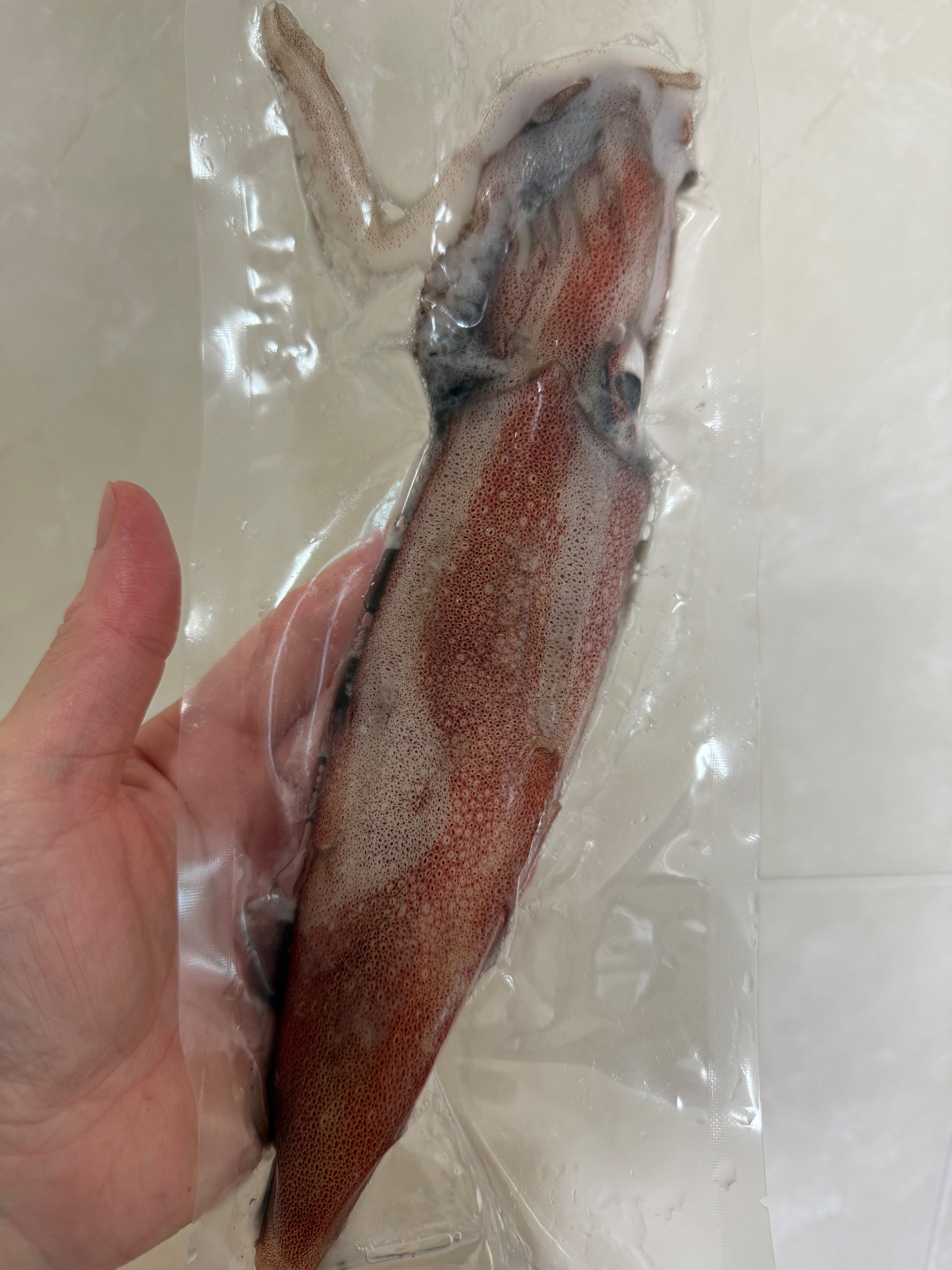 東北角帶墨透抽
