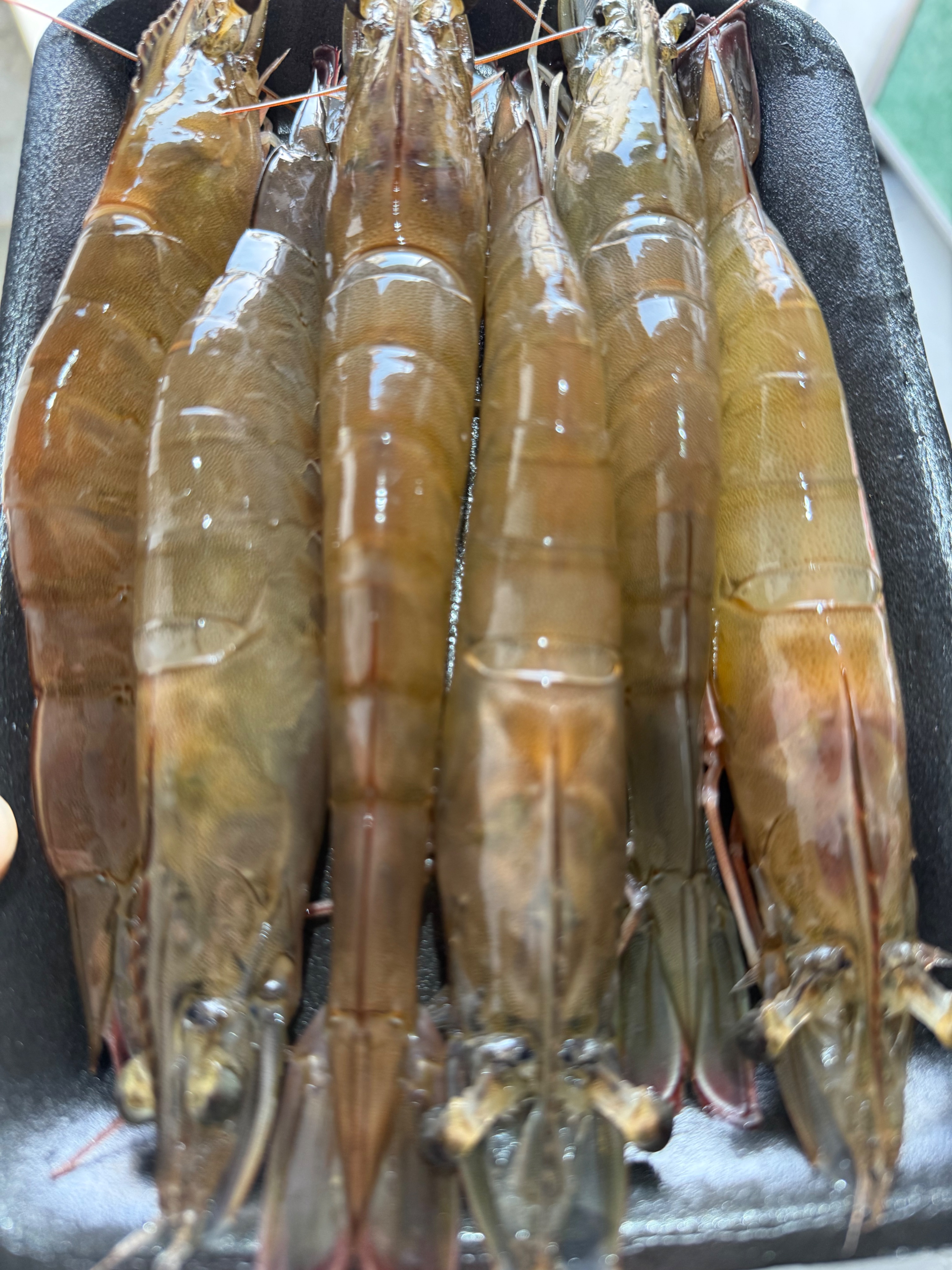 海水活凍白蝦