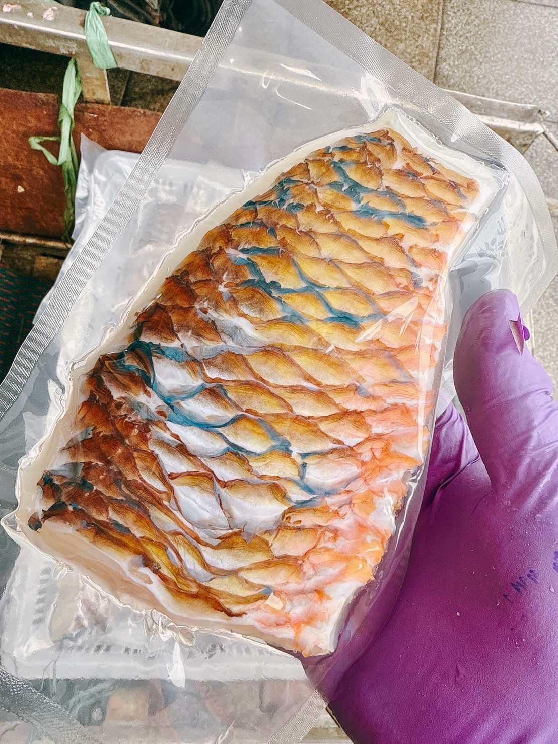澎湖野生黃鸚哥魚排