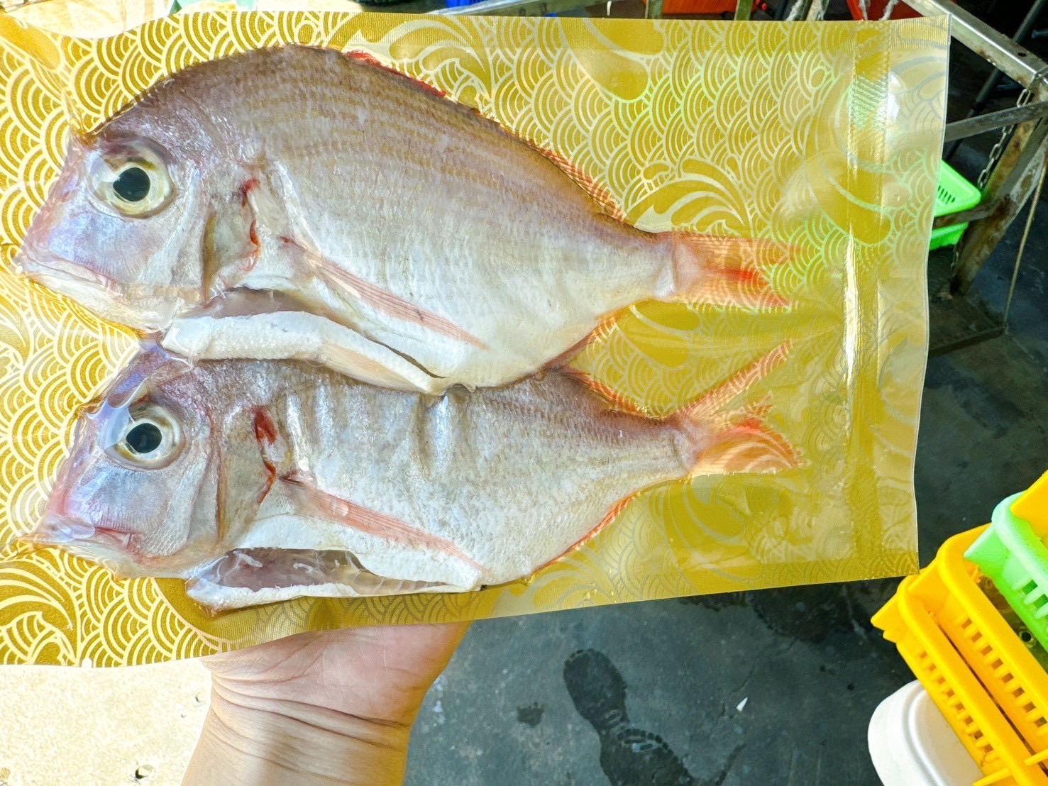澎湖野生大版鯛300-350g