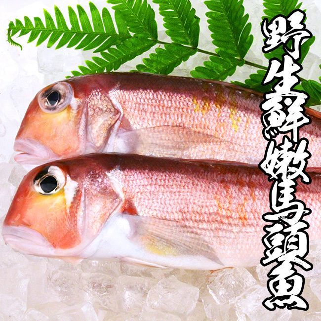 野生三去馬頭魚