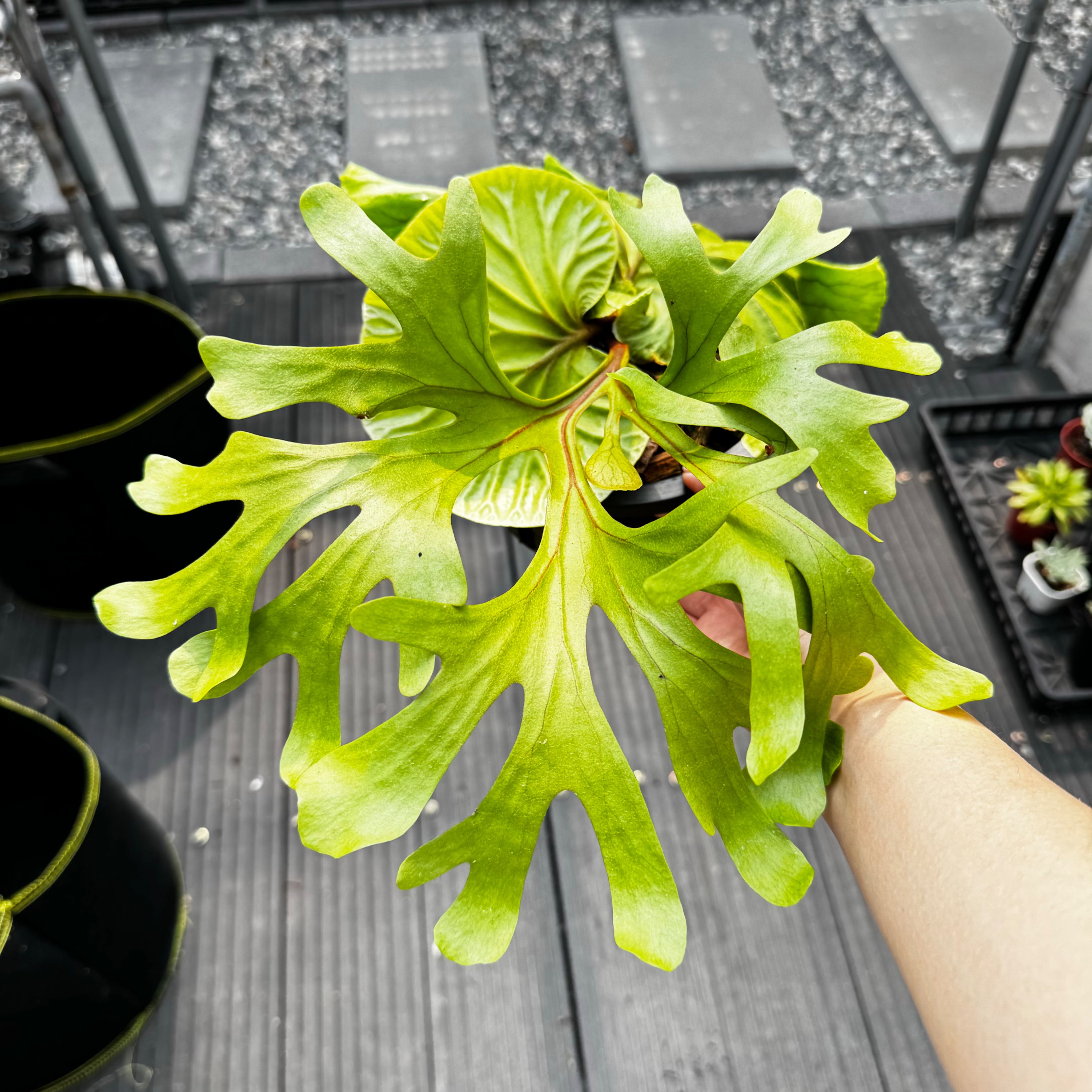 亞洲猴腦鹿角蕨 泰國進口穩根大顆