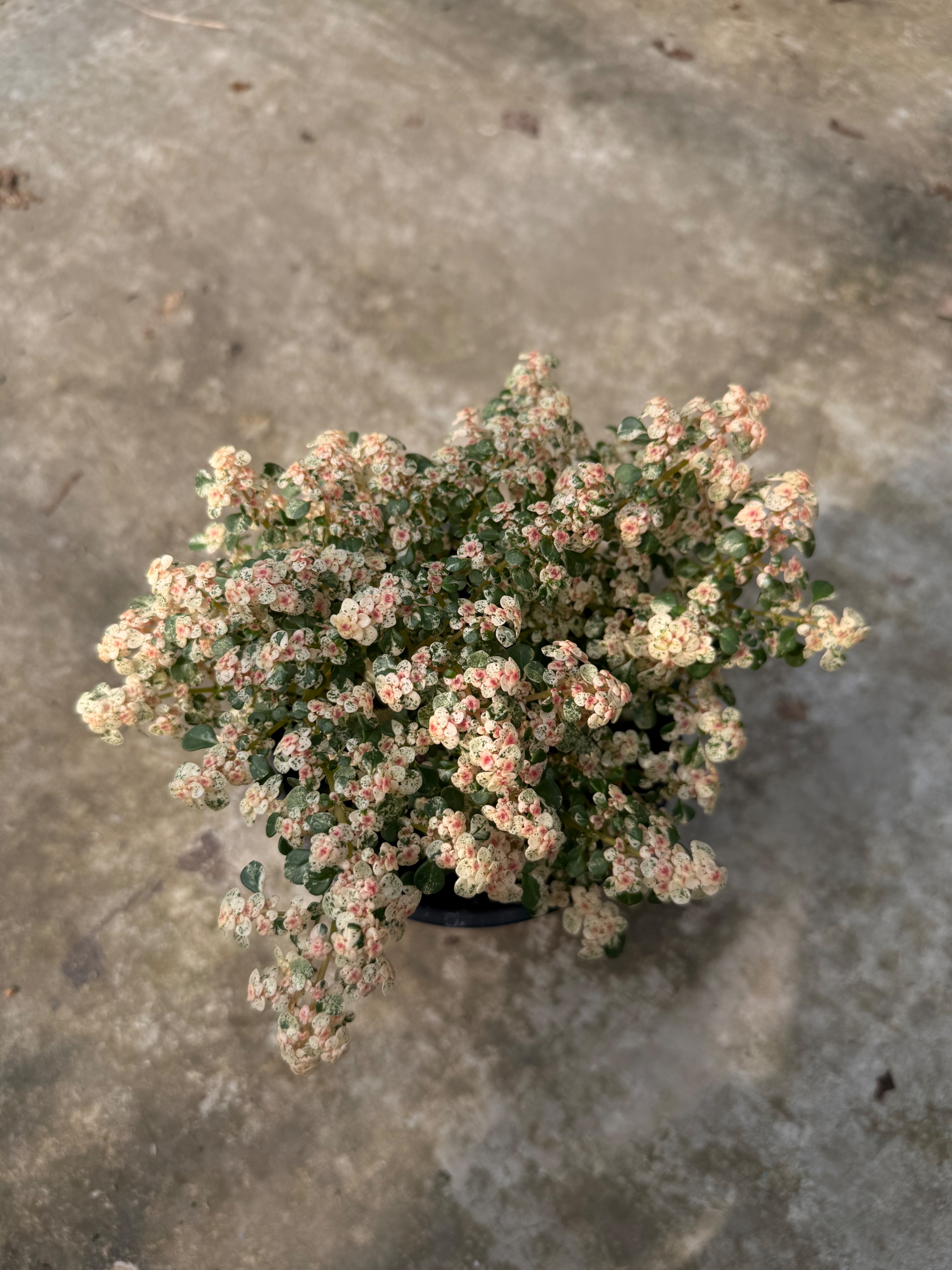 彩虹冷水麻 5吋