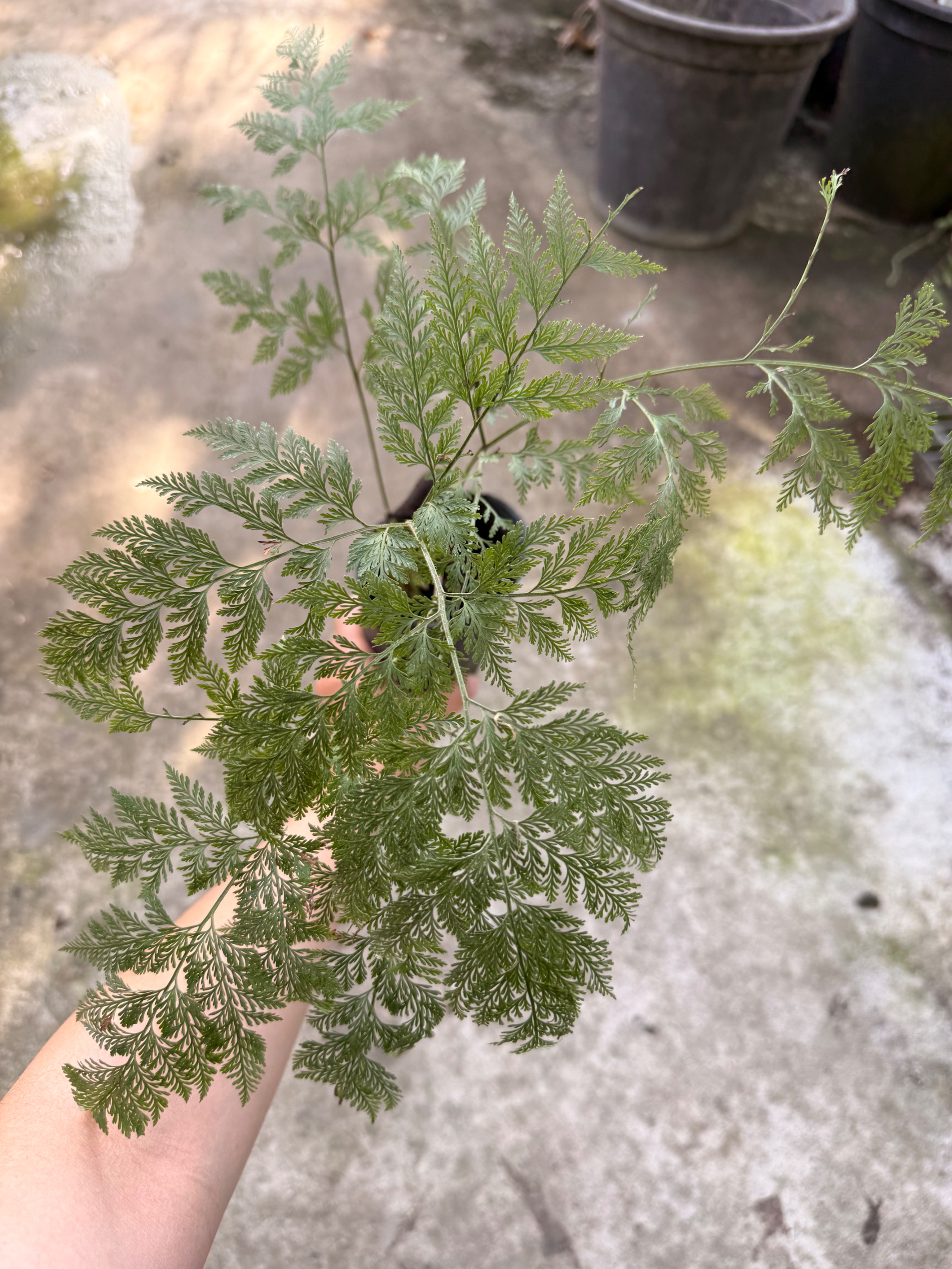 Davallia fejeensis/斐濟骨翠補