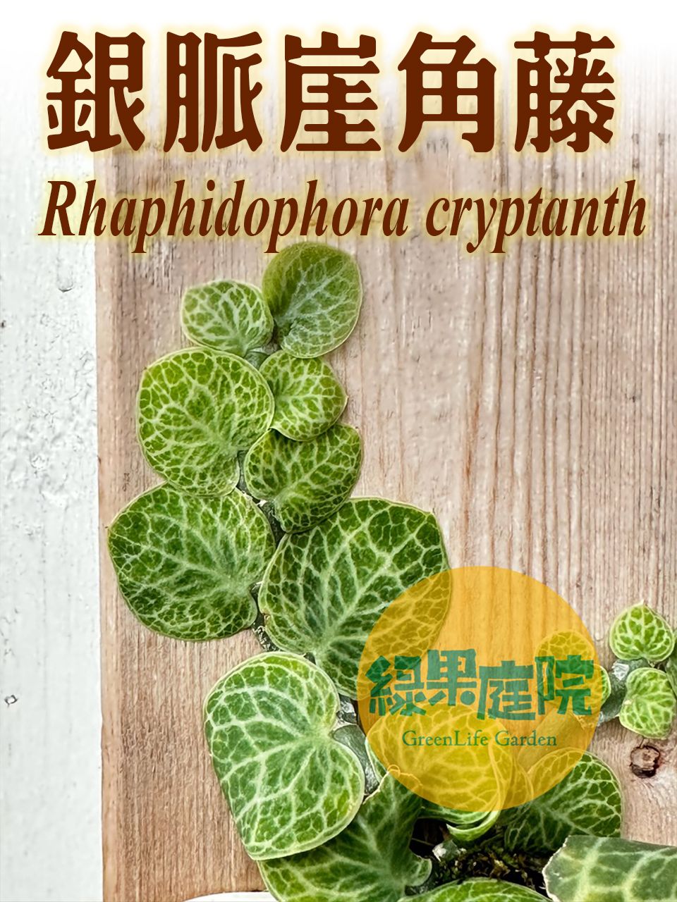 綠果庭院-觀葉-銀脈崖角藤 Rhaphidophora cryptantha 銀脈針房藤 雨林植物 特殊斑紋雨林攀緣植物