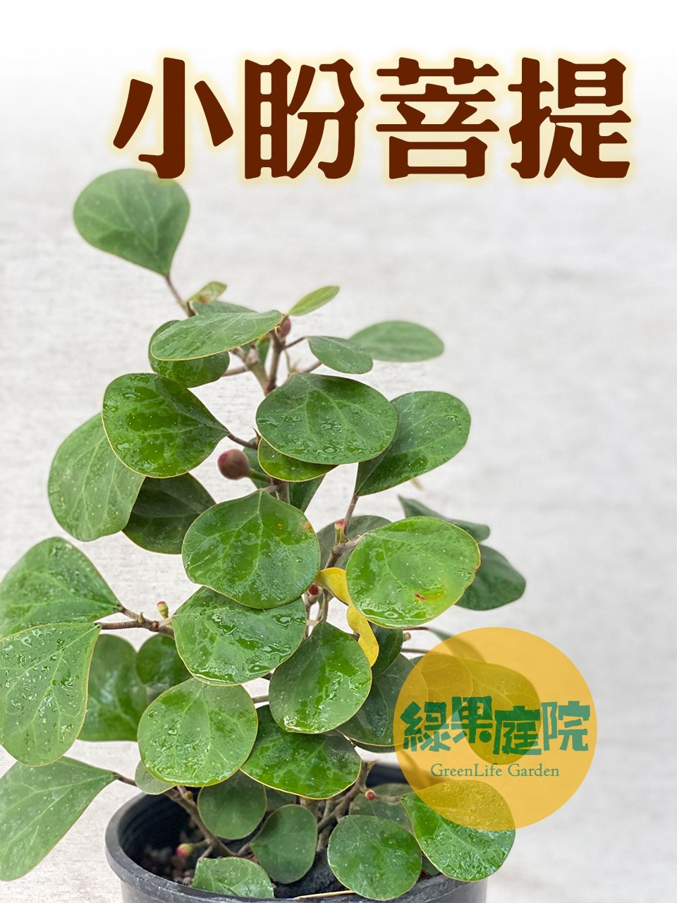 綠果庭院-花卉苗木 圓葉金錢榕 小盼菩提 Ficus diversifolia 金背異葉圓葉榕 葉背金黃閃亮室內超耐陰