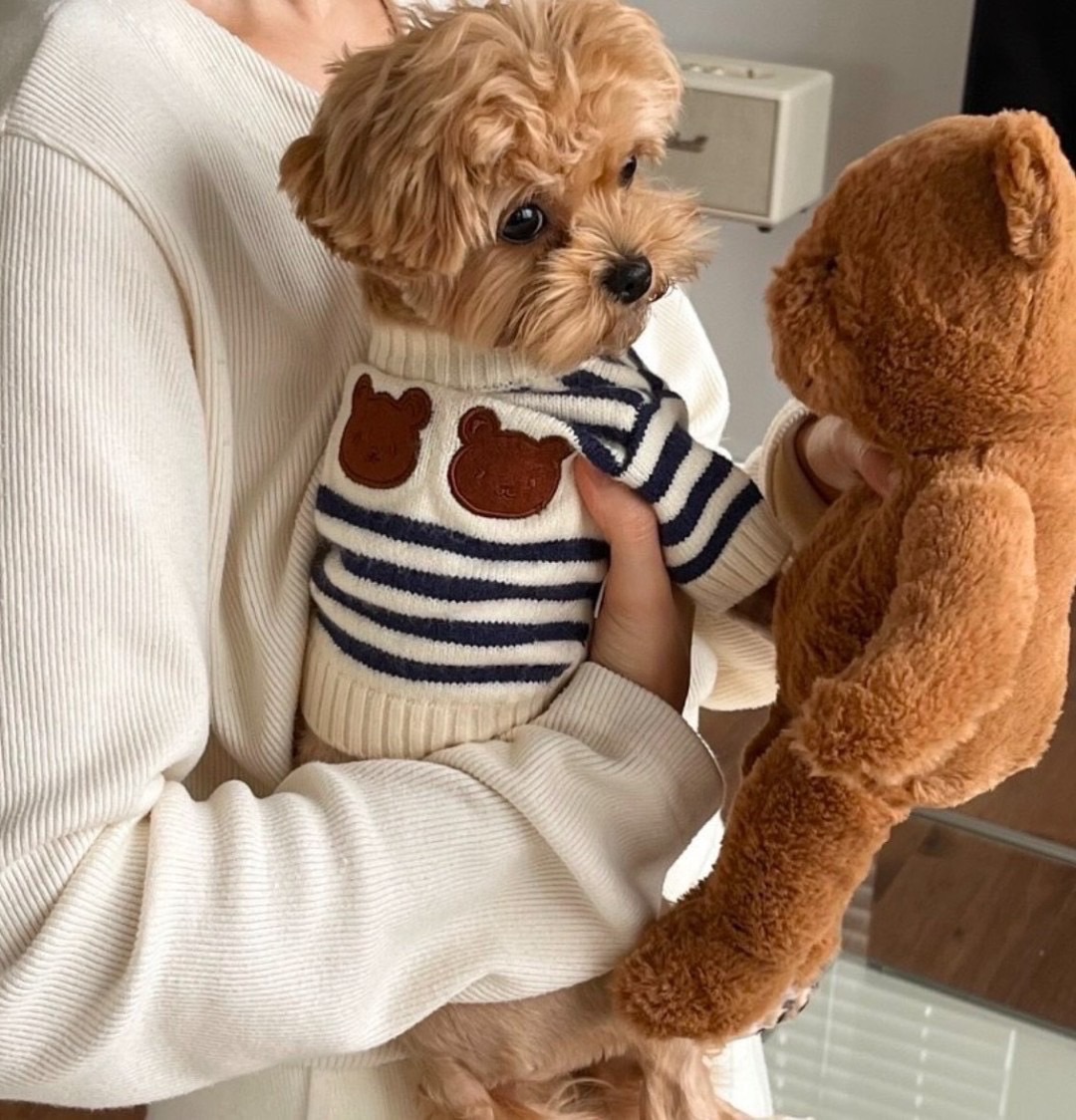 三隻小熊條紋衣