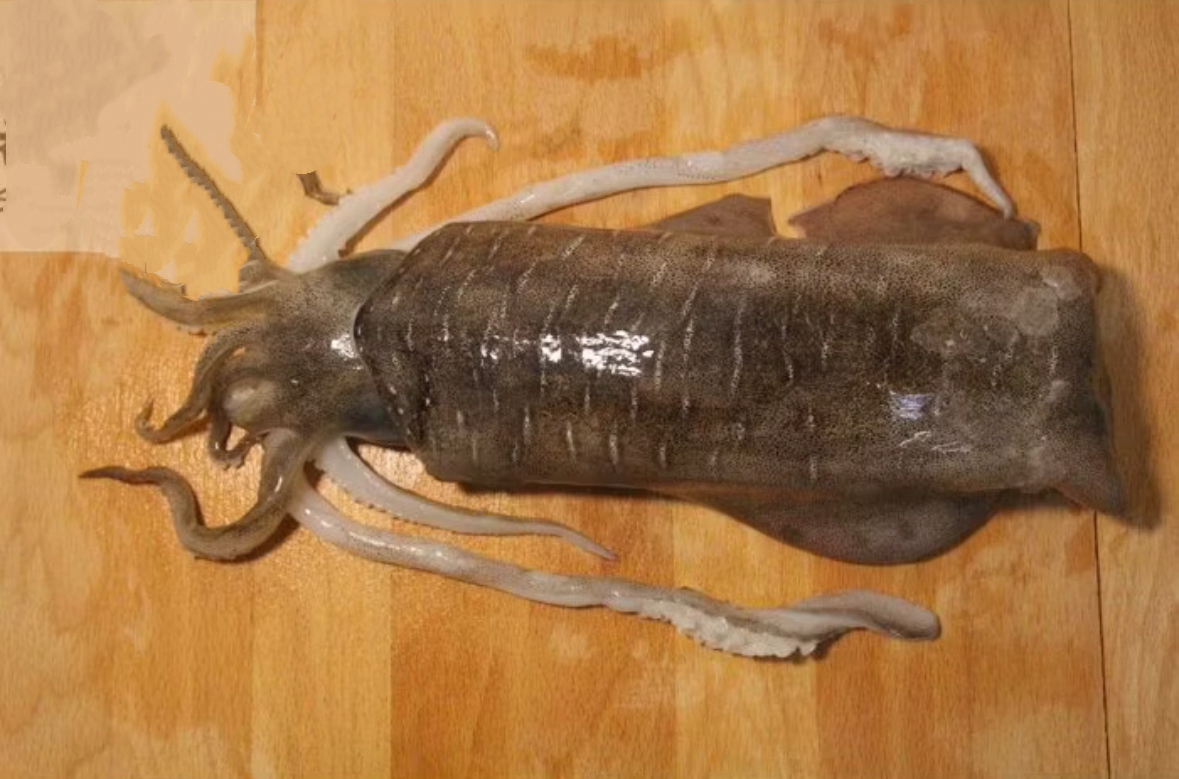 生食級4A活凍大軟絲3/4 沖水退冰即可料理 超鮮甜