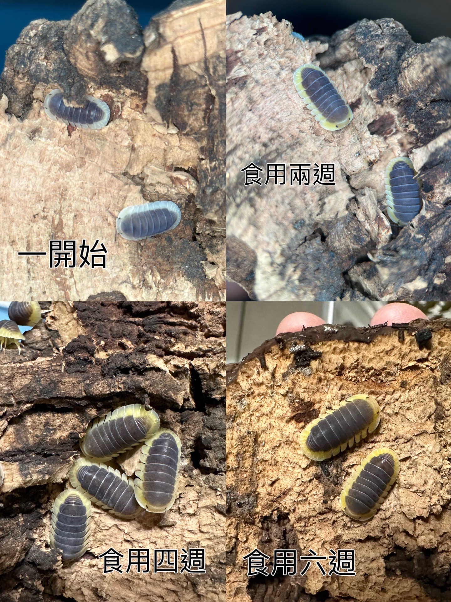 增豔飼料粉