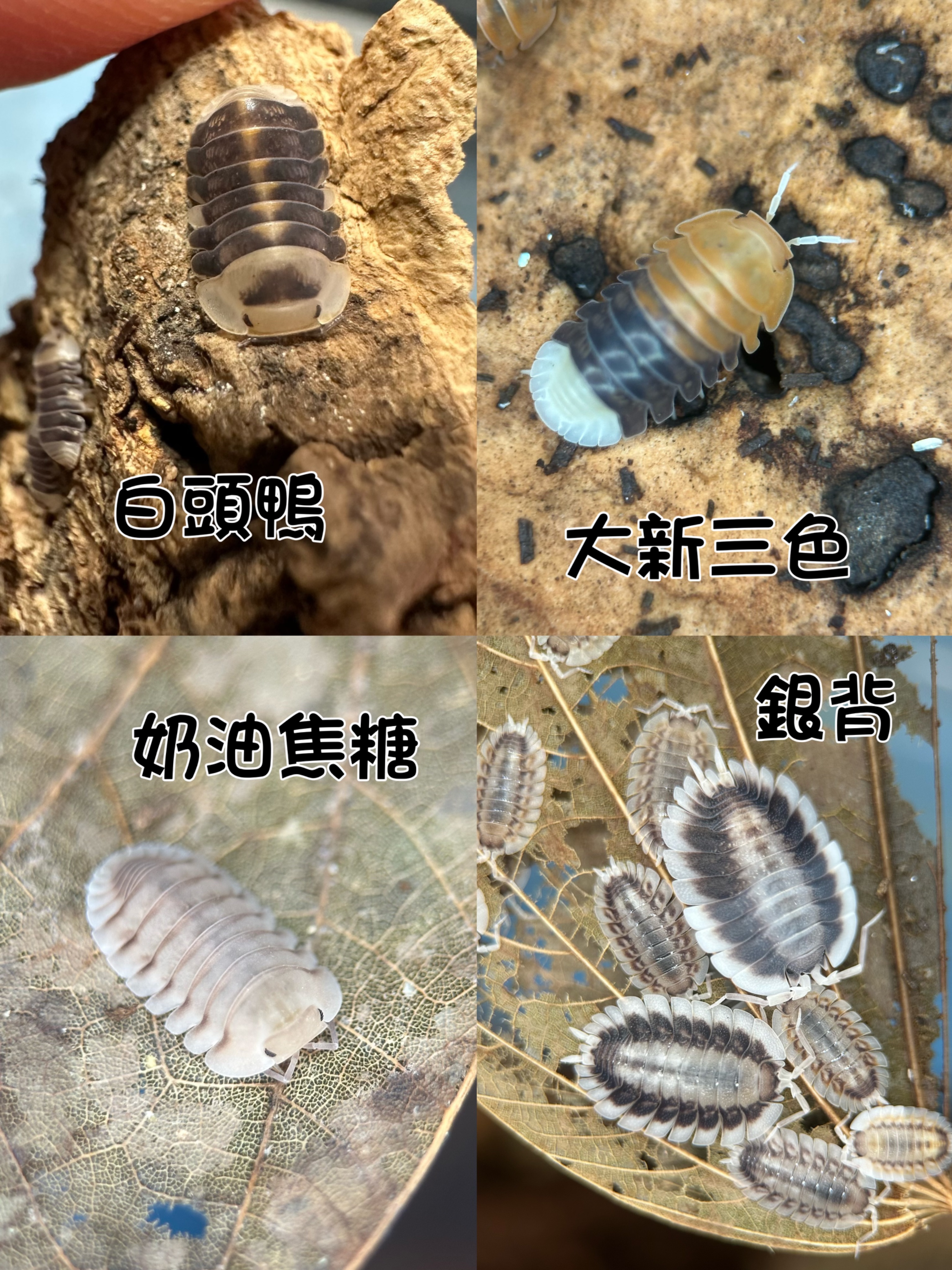 模型客製商品（買5備損1）