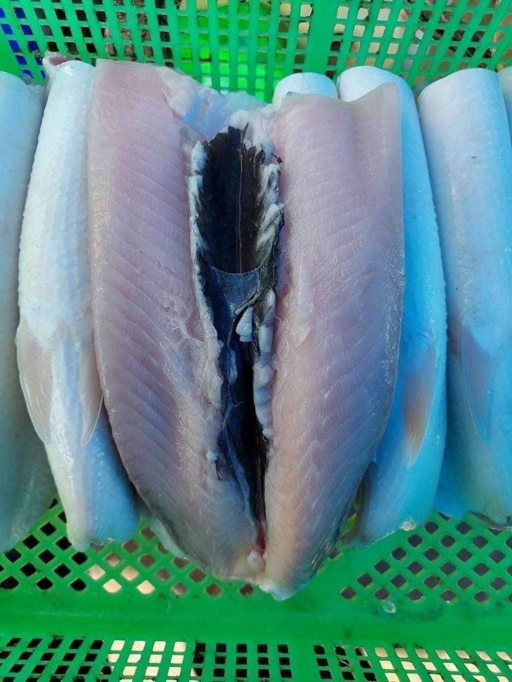 超大片虱目魚肚（去刺）