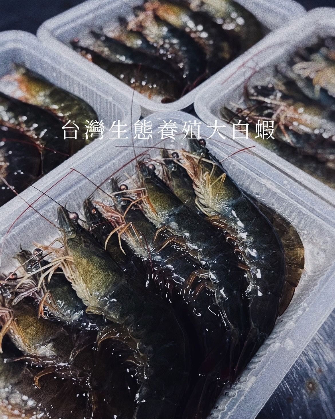 雲林口湖生態養殖＂特大白蝦＂