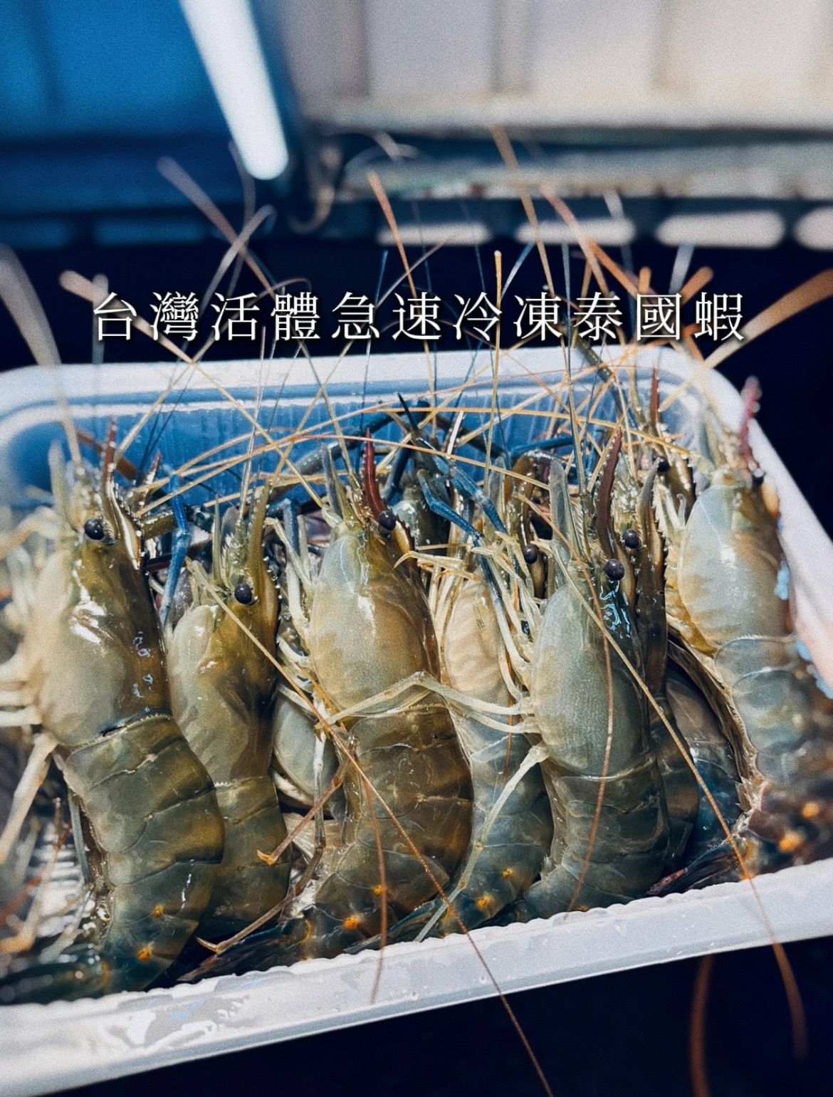 台灣活體急速冷凍泰國蝦（預購制）