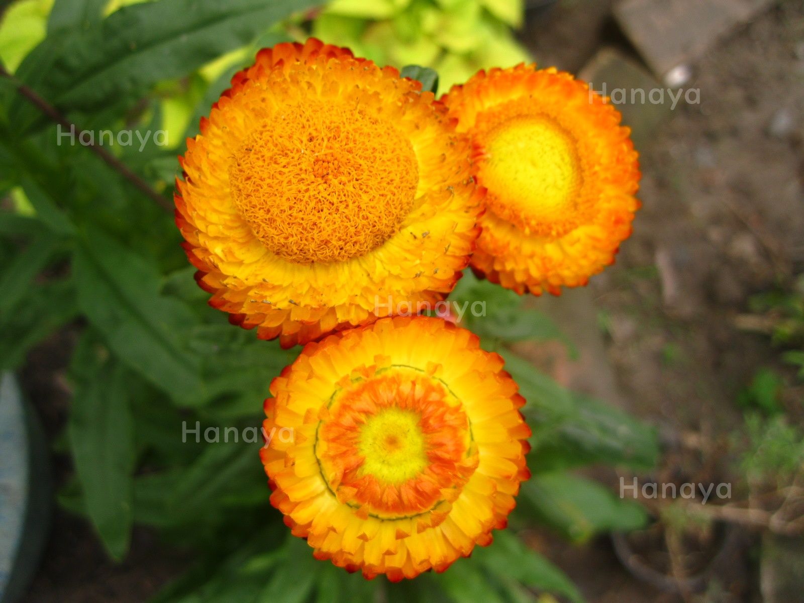 混色麥桿菊 。 生長快 | 好照顧 | 易採收種子