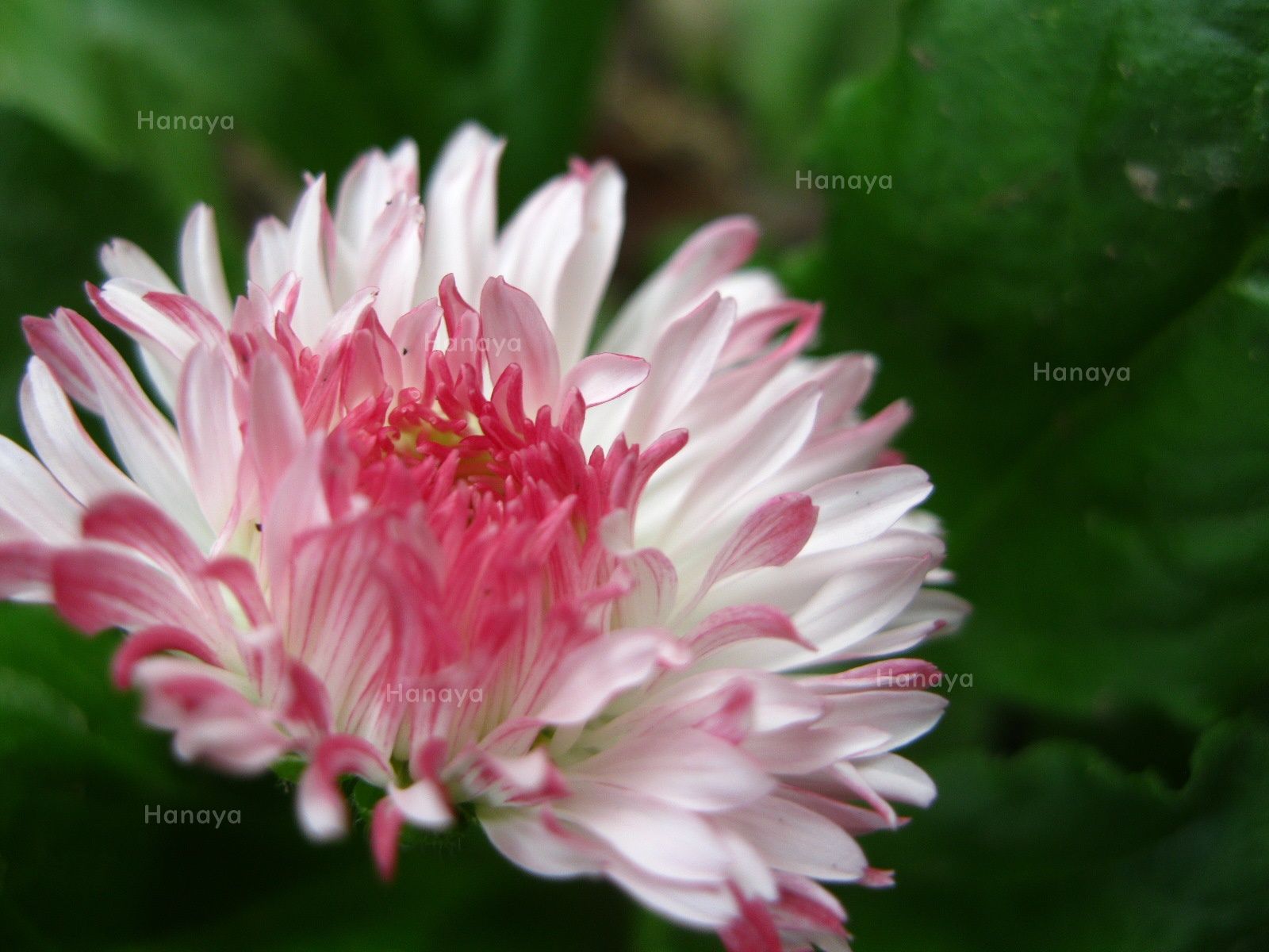 可愛小雛菊~ |新手友善