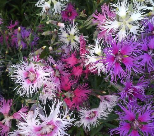 🔥市面稀有🔥進口石竹 Rainbow Loveliness混色種子。