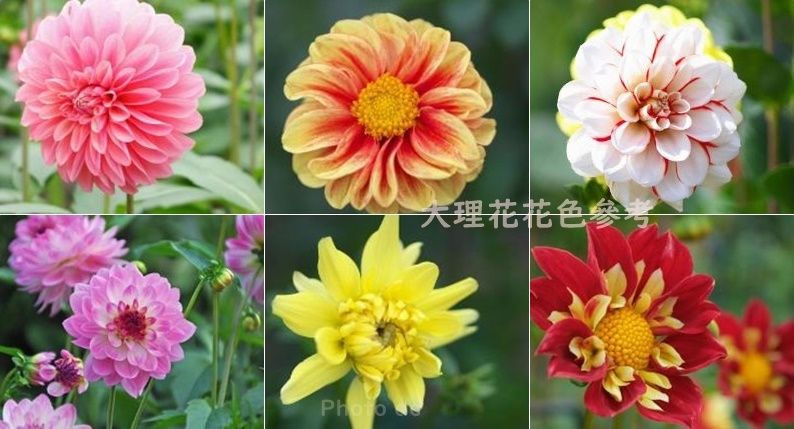 🔥熱銷商品🔥混色大理花種子 | 花美而大方 | 育苗容易