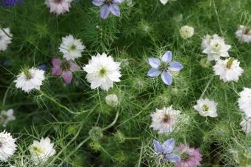 *ニゲラ混色黑種草種子 | 易照顧 | 適合新手*11月下旬到貨