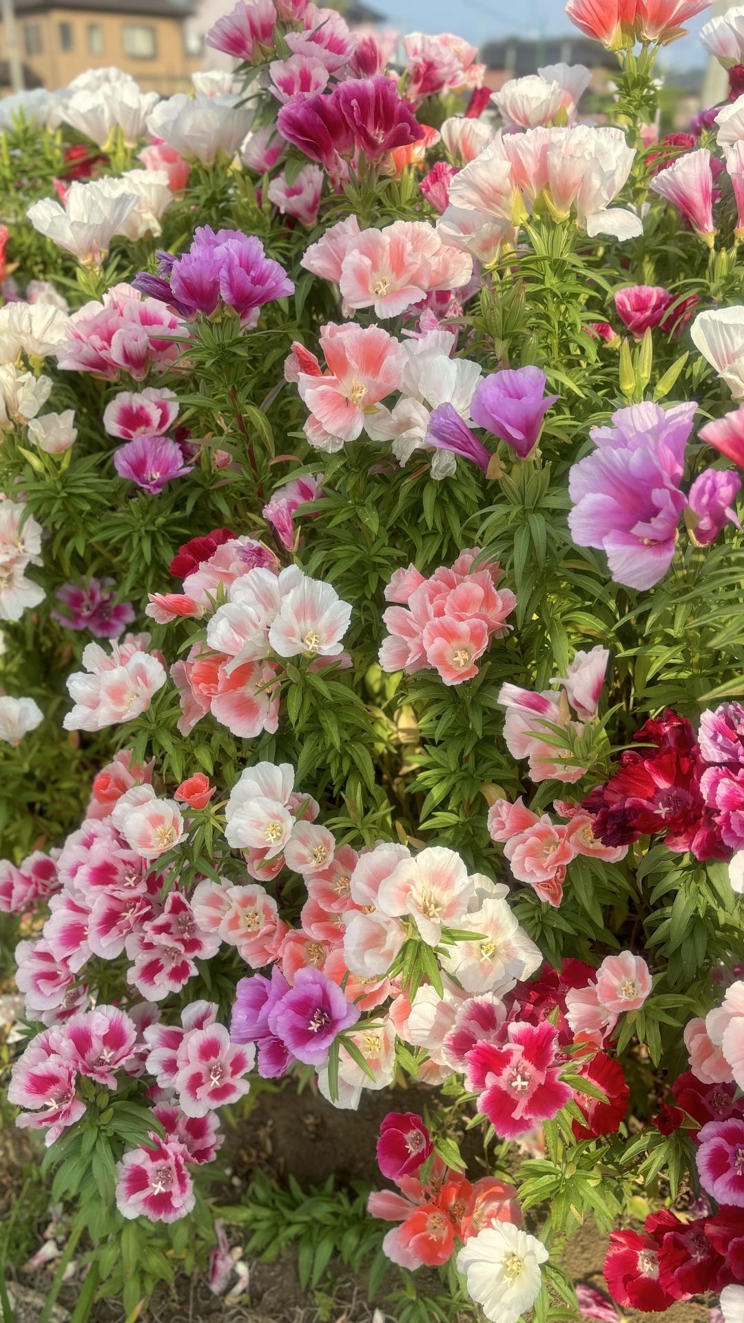 *Clarkia amoena | 花色艷麗 |易結種子