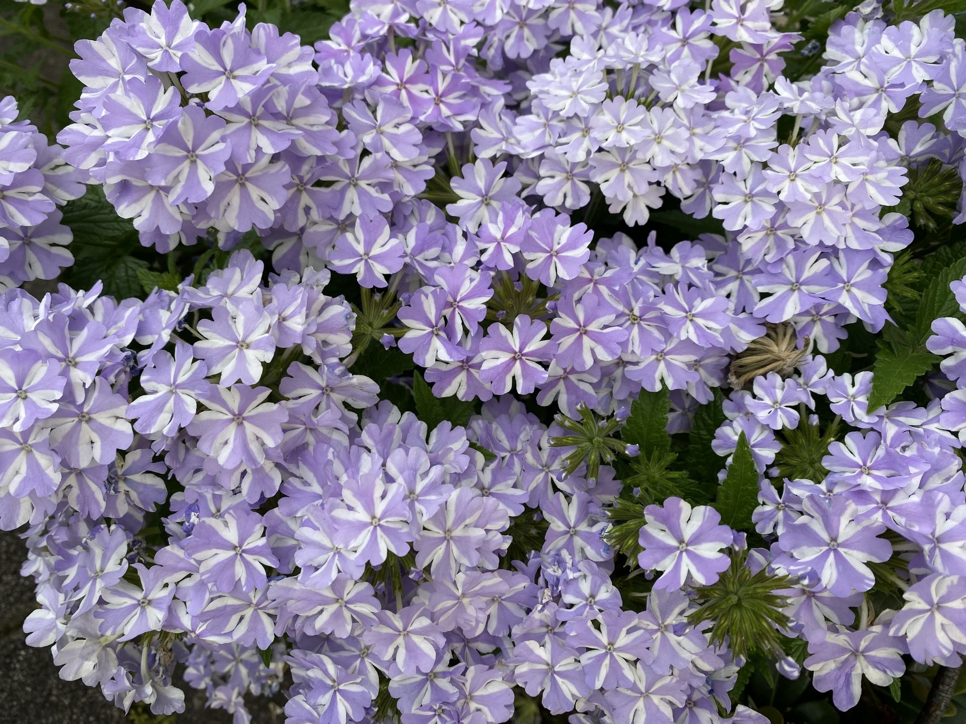 ビジョザクラ | 開花性佳