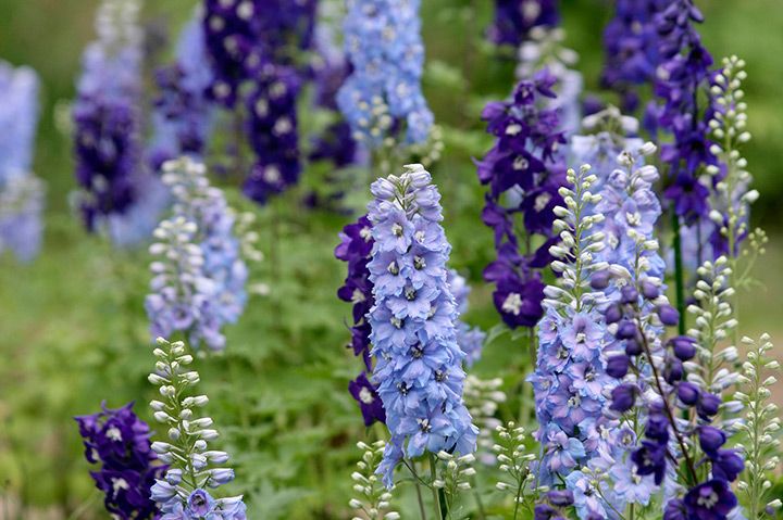 ✦熱銷到貨✦Delphinium  | 種植容易 | 少見藍色/紫色系花卉